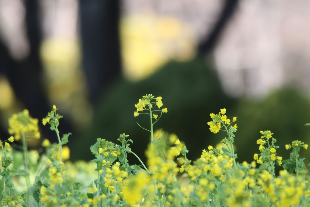 春の相模原公園です　菜の花やサクラ、ウメとにぎやかでした